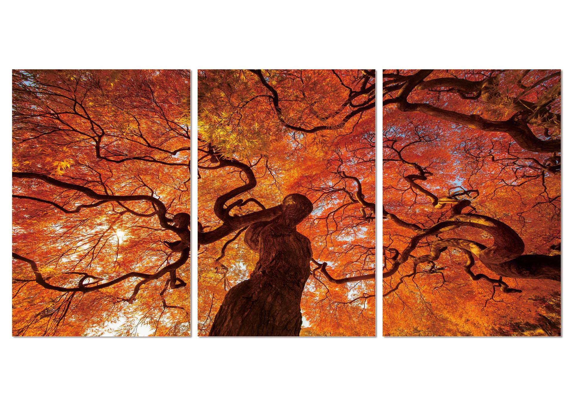 Wall Art Oak image 1