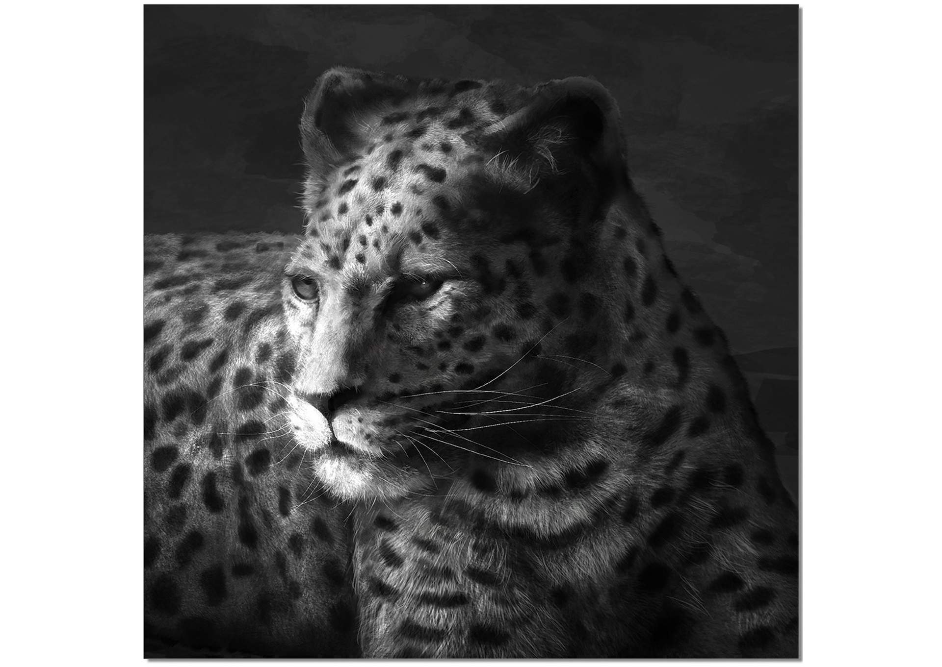 Wall Art Cheetah image 1