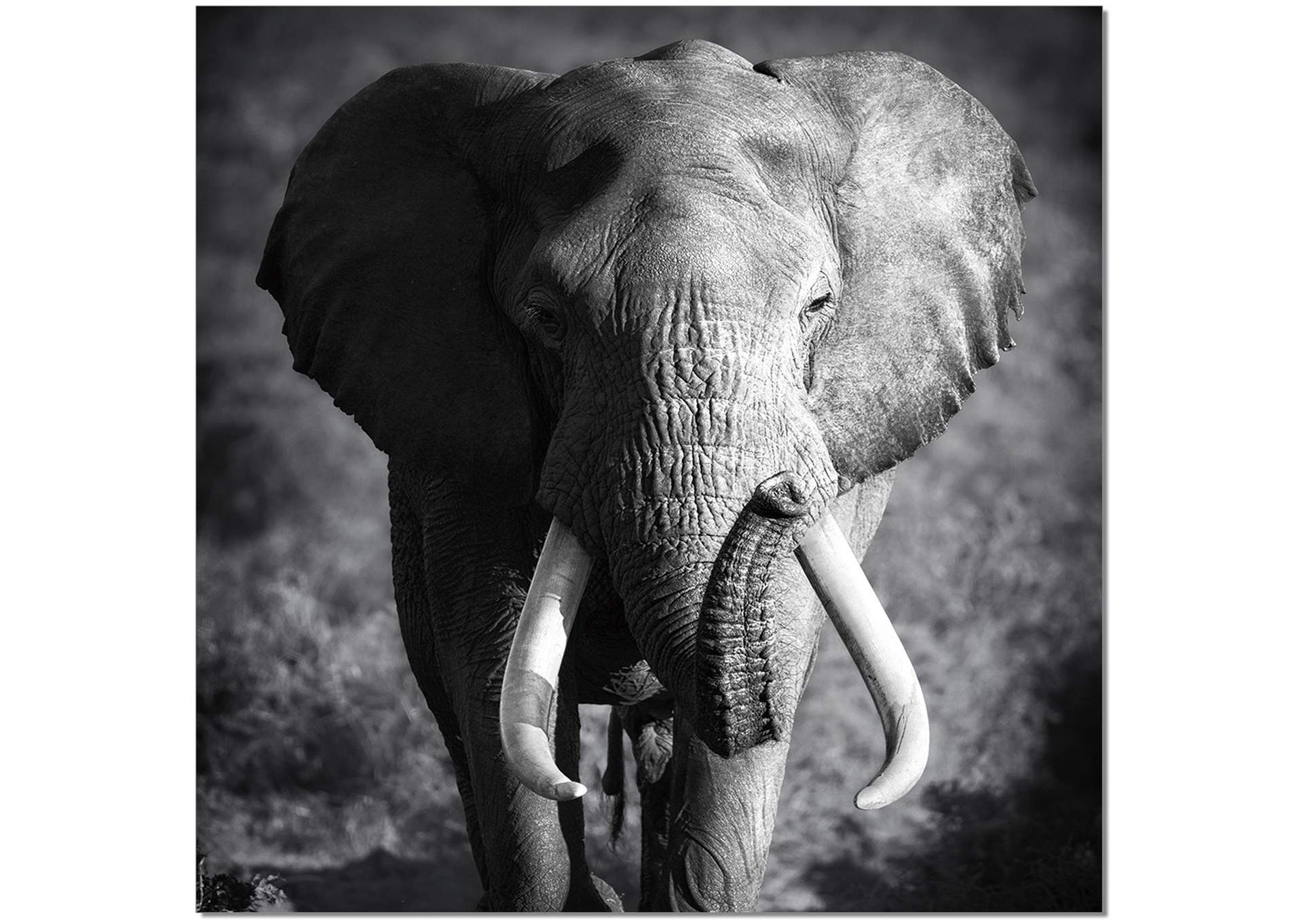 Wall Art Elephant Power image 1