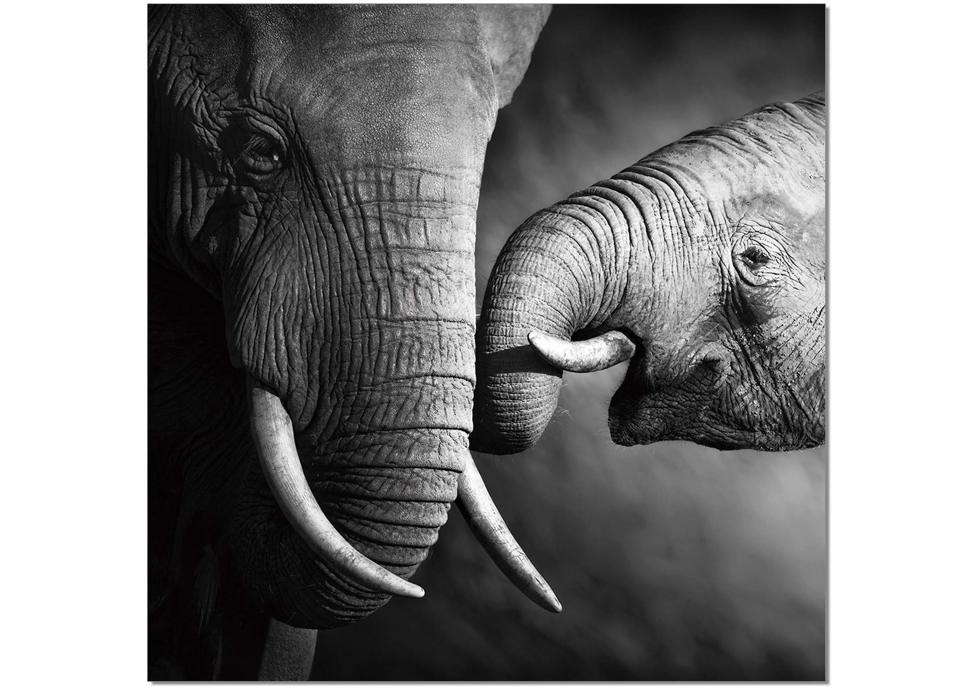 Wall Art Mama Elephant image 1