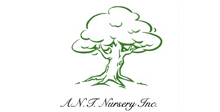 Ant Nursery