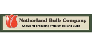 Netherland Bulb