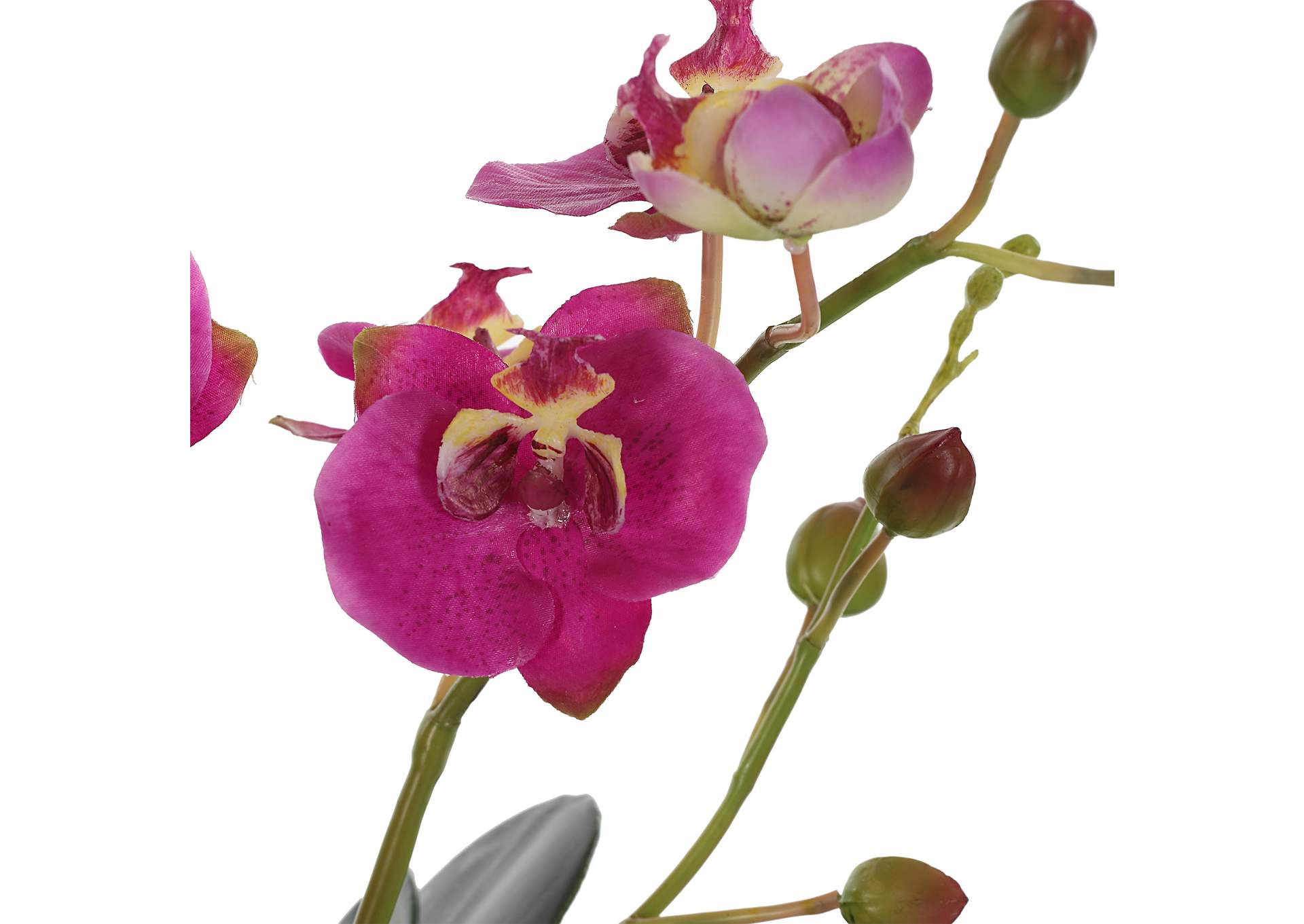 Uttermost Glory Fuchsia Orchid