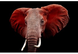 Glass Wall Decor 40x60 Red Elephant Glass Over Foil image 1